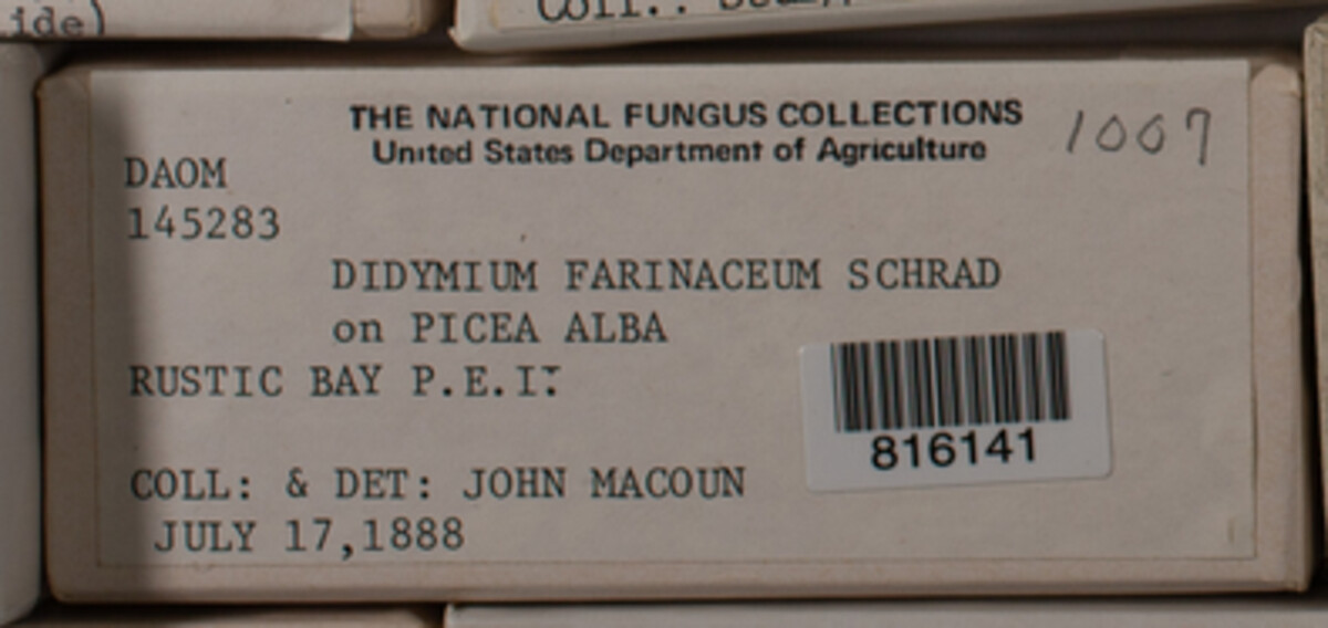 Didymium farinaceum image
